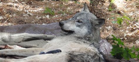 Harmonizing with nature through Wolf Sagic practices